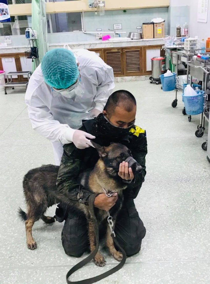 ปะทะเดือดสายบุรี “โลฮาน” สุนัขทหาร ช่วยชีวิตเจ้าหน้าที่ ถูกยิงบาดเจ็บแต่ไม่ร้องสักแอะ