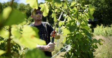 French wine production faces historic low after frost disaster