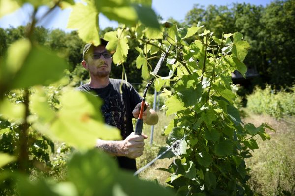 French wine production faces historic low after frost disaster