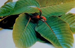 Kratom can be grown legally, leaves sold commercially in Thailand from Aug 24