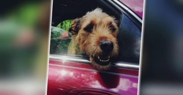 ‘It’s just cruelty’: Family fighting for answers after their dog was suddenly euthanized by shelter | News