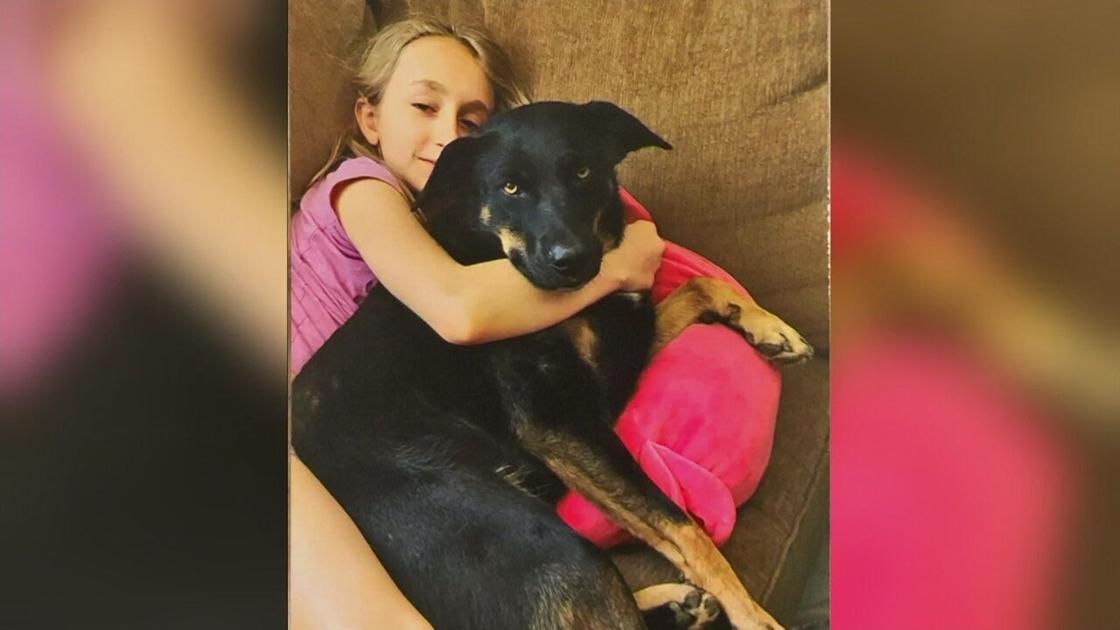 Concerns grow over St. Louis County’s animal shelter after family’s dog goes missing |
