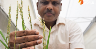 Philippines approves commercial use of genetically engineered rice