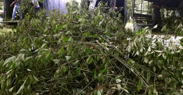 Thailand legalizes kratom, popular plant-based painkiller