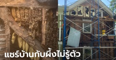 เจ้าของบ้านคนใหม่ ผงะ! เจอผึ้ง 450,000 ตัว ทำรังใต้ผนังนาน 35 ปี