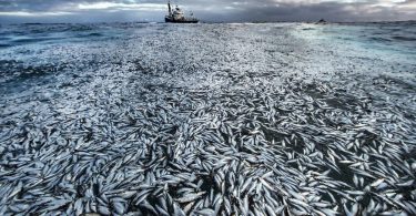This year’s incredible Wildlife Photographer of the Year images show ‘a planet under pressure’