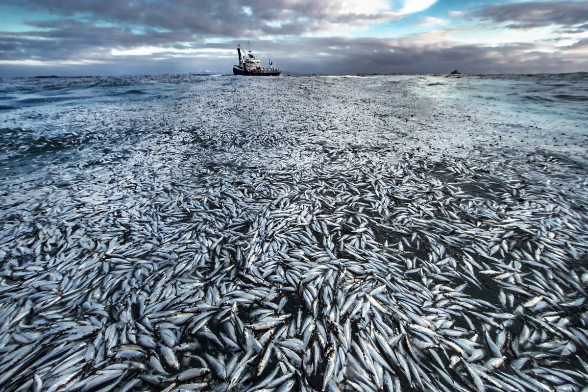 This year’s incredible Wildlife Photographer of the Year images show ‘a planet under pressure’