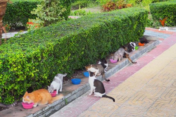Thousands of cats stranded on Thailand’s Koh Phi Phi during pandemic