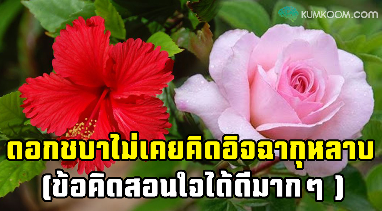 ดอกชบา ไม่เคยอิจฉาดอกกุหลาบ